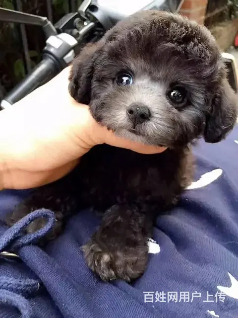 精品泰迪犬 保健康CKU认证品质绝对保障 - 图片 5