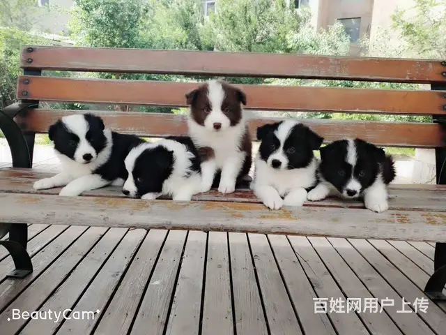 辽阳如何挑选纯种边牧，边牧靠谱商家 - 图片 11
