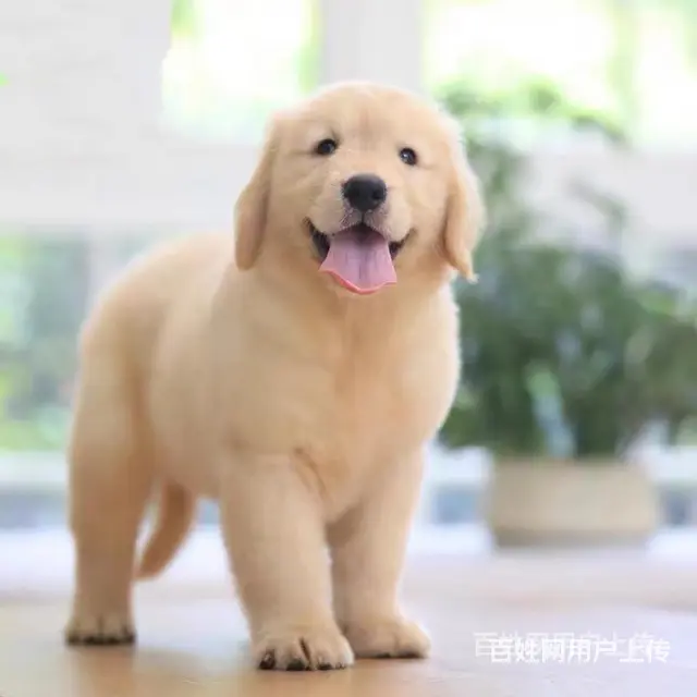 [货到付款犬舍]天门有金犬卖吗 金毛犬多少图 - 图片 2