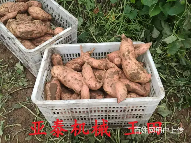 地瓜收获机  红薯收获机  四轮拖拉机配套地瓜收获 - 图片 5