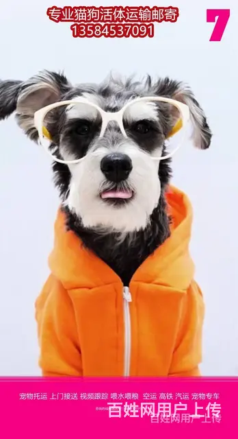 常州市 宠物托运（猫狗柴犬）邮寄快递2022（宠物活体运输) - 图片 5