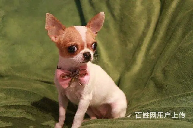 吉娃娃幼犬 吉娃娃怎么卖 北京哪里出售吉娃娃 - 图片 1