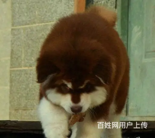 纯种阿拉斯加幼犬，包售后，疫苗驱虫齐全。 - 图片 7