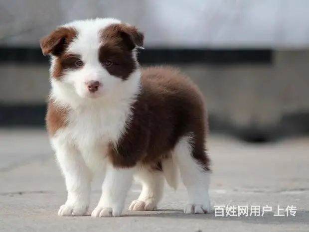 专业繁殖边境牧羊犬 聪慧边牧幼犬品质协议保障 - 图片 4