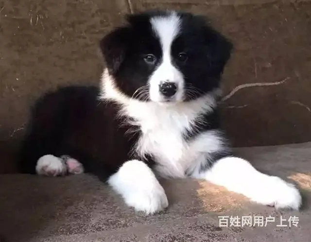 边牧 出售边境牧羊犬幼犬 疫苗三针做齐 - 图片 4
