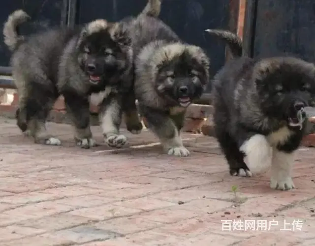 安徽铜陵铜陵拉布拉多多少钱出售30多种名犬 - 图片 5