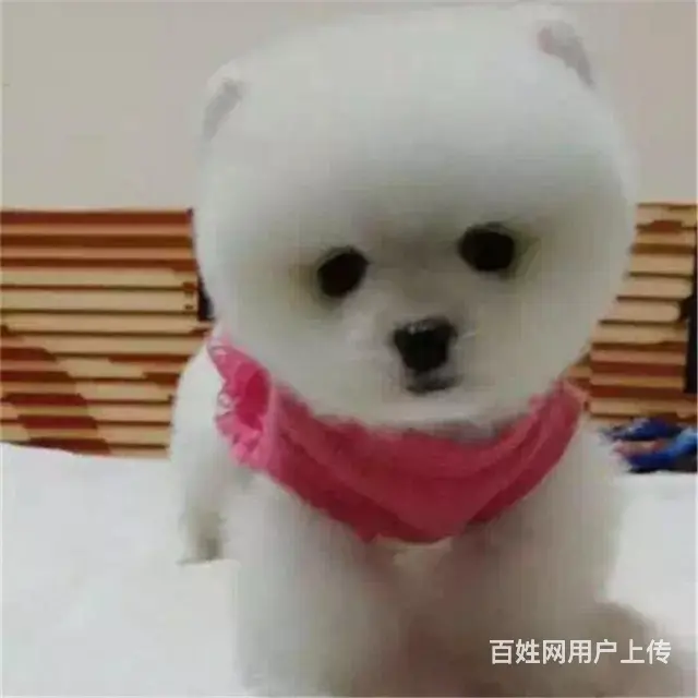 文昌买博美一般在哪里买比较真|纯博美价位 - 图片 2