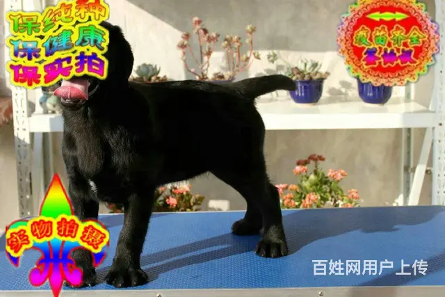 烟台纯种拉布拉多幼犬 头版足骨量大 血统纯正 - 图片 2