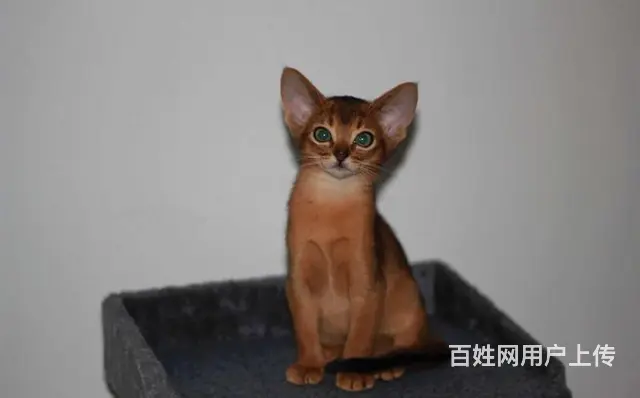阿比西尼亚猫价格 红阿比猫体重 红阿比好养吗 - 图片 1