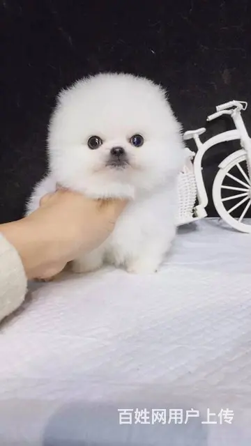 出售纯种球体博美幼犬 茶杯俊介杰宠物狗活体 - 图片 7