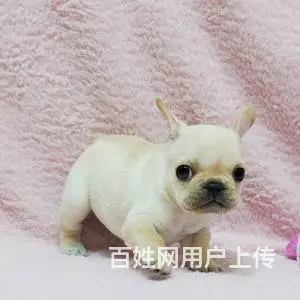 承德法牛多少钱一只 法牛价格 纯种法牛 保健康 - 图片 1
