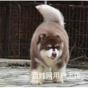 宿州犬舍直销【阿拉斯加】10年养殖经验，签健康协议 - 图片 6