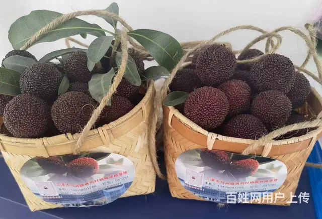 【搞定了！】马涧大棚杨梅开园上市啦 - 图片 2