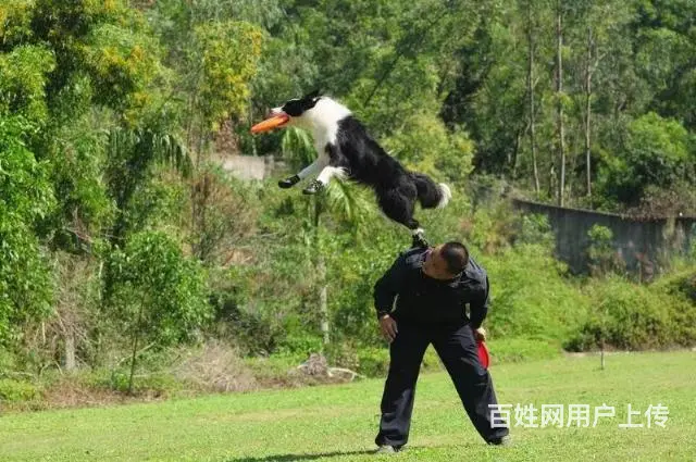 【珠海训犬学校】训狗学校【珠海宠物训练学校 - 图片 9