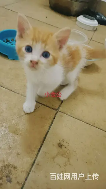 混血布偶小奶猫找新家 - 图片 6