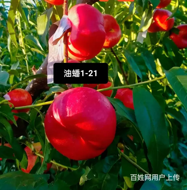 中油蟠9号桃油蟠6-21苗济宁新品种桃苗基地直销 - 图片 2