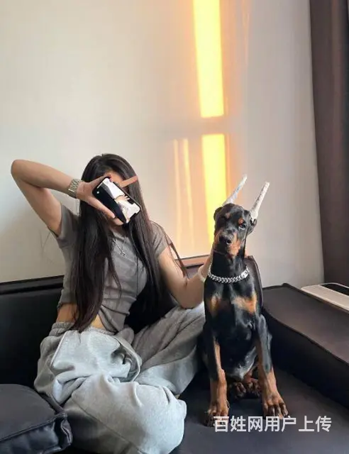德系杜宾犬 出售高品质杜宾幼犬 - 图片 5