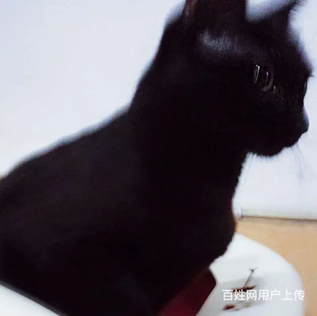 湖北理工寻猫启事 - 图片 1