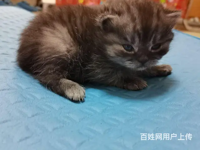 永州自家繁育美短小猫崽身体健康提前预约 - 图片 5
