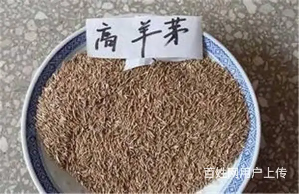 高羊茅草籽今年价格 - 图片 1