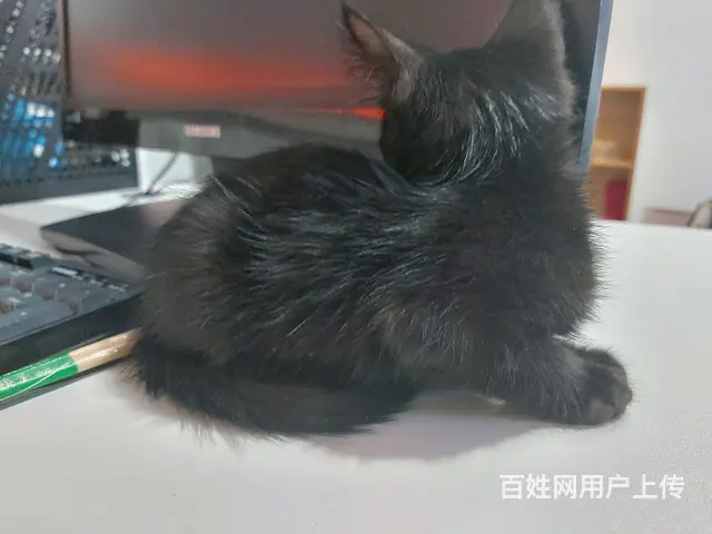 【搞定了！】中华田园黑猫玄猫小奶猫免费领养 - 图片 3
