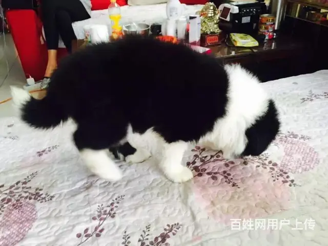 辽阳卖边牧的养殖场，养殖场边牧一般卖多少钱 - 图片 10
