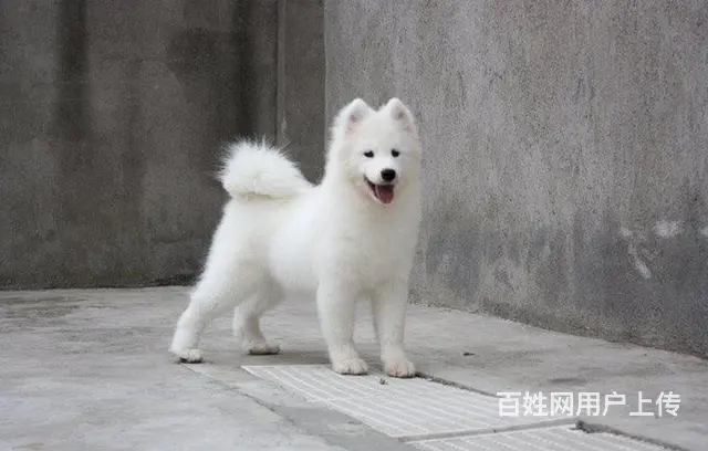 烟台哪里有出售萨摩耶幼犬宝宝 定时做疫苗和驱虫 公 - 图片 3