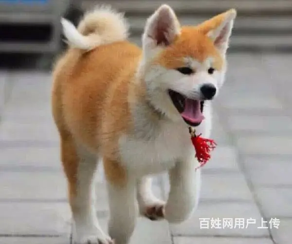 平顶山哪里有卖宠物狗的 秋田犬图片 柴犬多少钱 - 图片 2