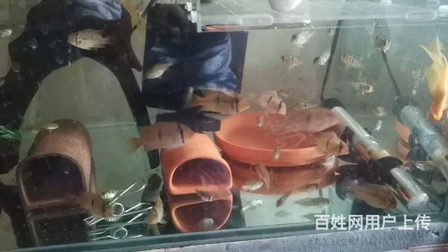 黄金胡子大凡 砖石藩王 - 图片