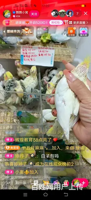 纯正手养鹦鹉出售，价格便宜 - 图片