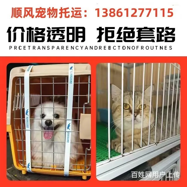 山南市宠物托运（猫狗）邮寄快递（2023今日 推荐运输 - 图片 8