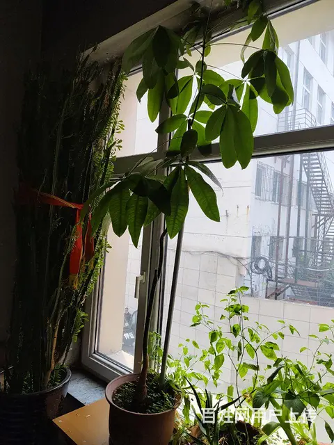 自家养的发财树，三角梅，虎尾兰，茉莉，龙骨，月季等 - 图片 1