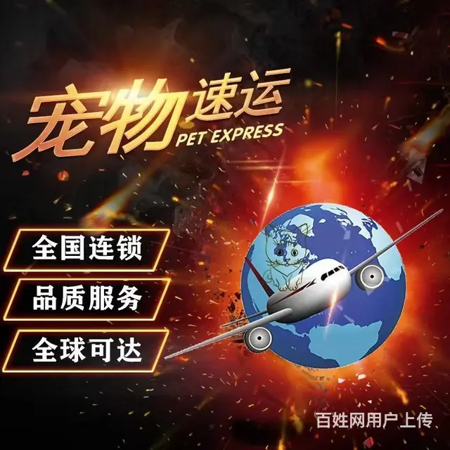 南充营山宠物托运 （猫狗活体运输）宠物快递至全国 - 图片 3