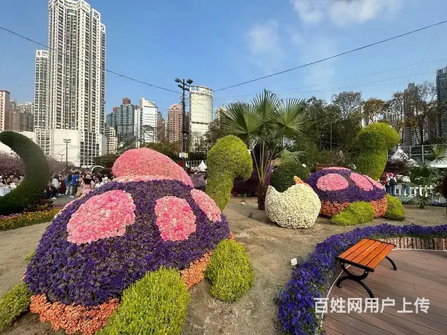 珠海活动订花订植物  活动租花租植物  活动布置 - 图片 6