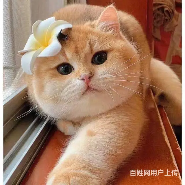 常州哪里有加菲猫卖的 加菲猫好养吗 疫苗齐全包健康 - 图片 6