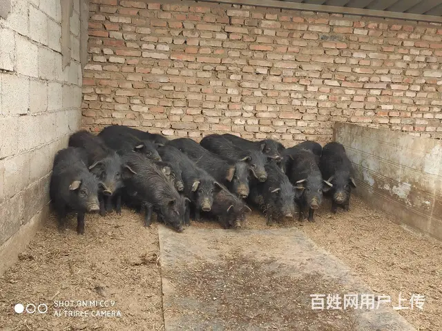 纯种藏香猪种猪、精品母猪，仔猪销售！ - 图片 4