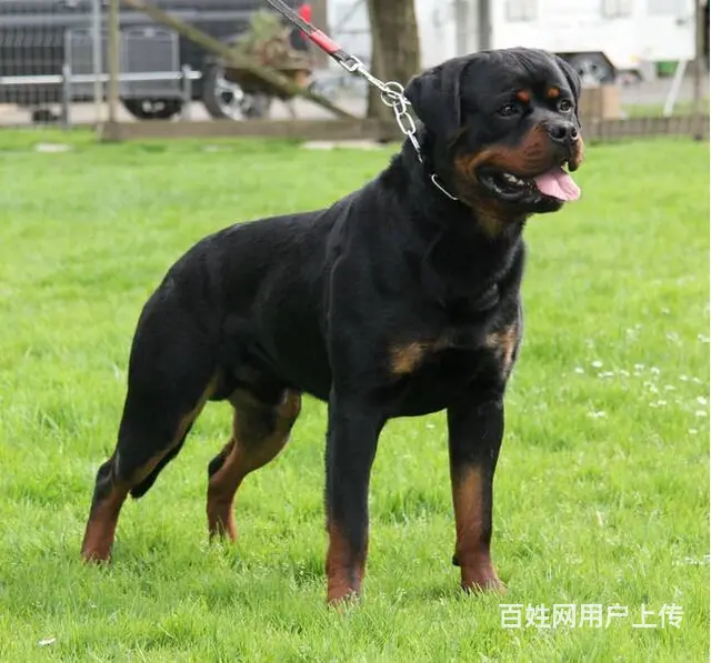 罗威纳猛犬基地出售 保证纯种健康 罗威纳幼犬价格 - 图片 2