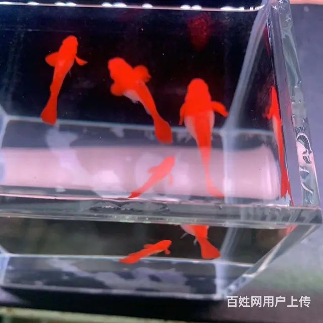 鸿运当头双分水孔雀鱼低价出售10元 - 图片 4