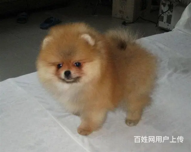 纯种赛级博美幼犬、包健康现场检测、不纯全额退款 - 图片 5