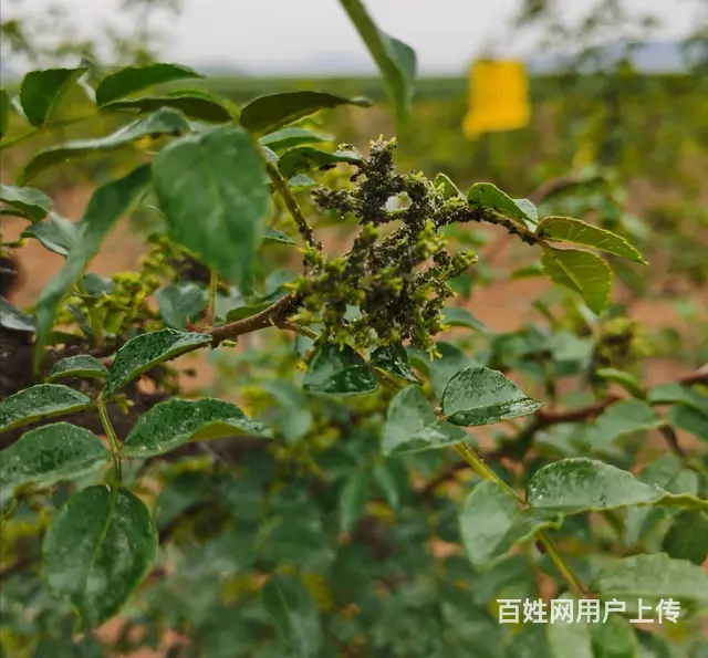 70%啶虫脒水分散粒剂高效杀虫胃毒触杀内吸防治蚜虫 - 图片 1