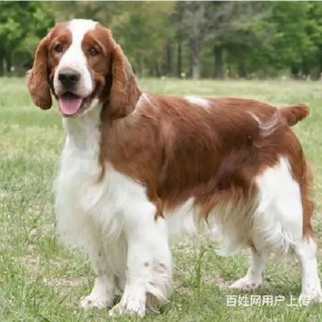辽阳【十年老店】常年繁殖优质血统史宾格幼犬 - 图片 8