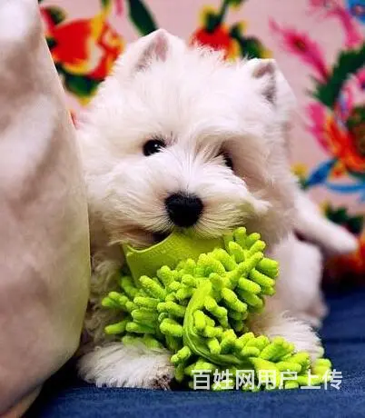 巢湖纯种西高地犬舍，西高地多少钱一只 - 图片 9