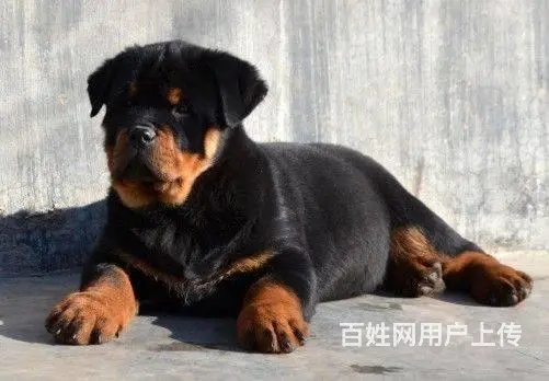 纯种罗威纳幼犬出售 大头肉嘴罗威纳 罗威纳价格 - 图片 7