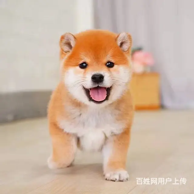 纯种日本柴犬 纯正柴犬出售保健康疫苗驱虫做全 - 图片 3