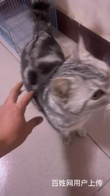 【搞定了！】出售美短虎斑公猫 - 图片 5