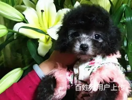 北京哪里有卖泰迪熊 如何挑选泰迪熊 - 图片 6