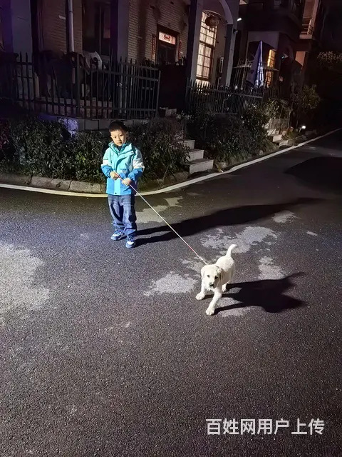 狗 - 图片