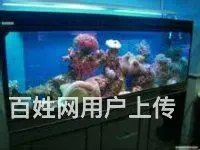昆明专业鱼缸清洗，鱼缸修复，鱼缸定制，鱼缸搬家 - 图片 8