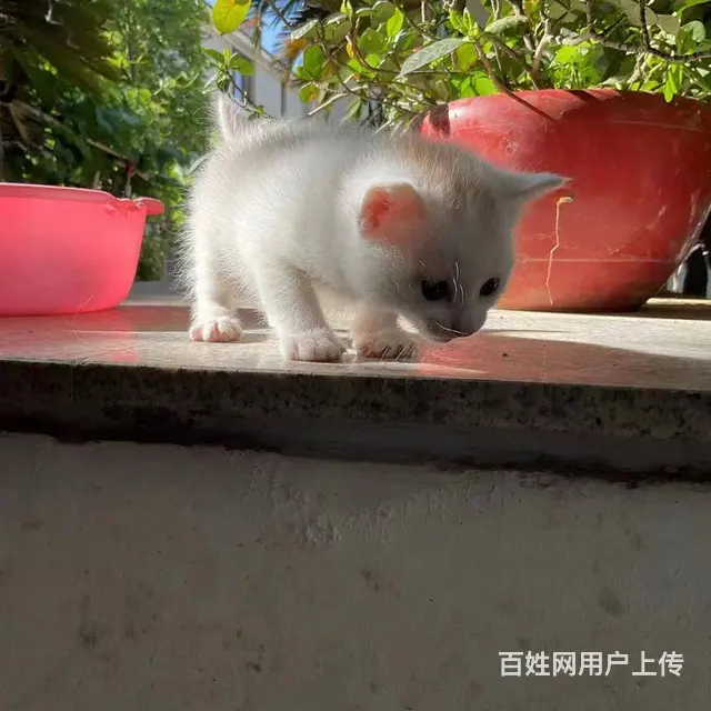 领养1个月猫宝宝，活泼可爱，（苏州工业园区湖西​‌ - 图片 2