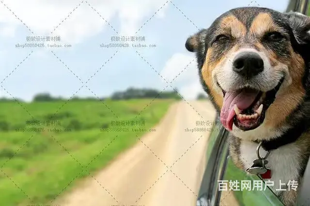 杭州建德宠物托运 （小猫小狗邮寄）国内国际活体运输 上门接送 - 图片 1